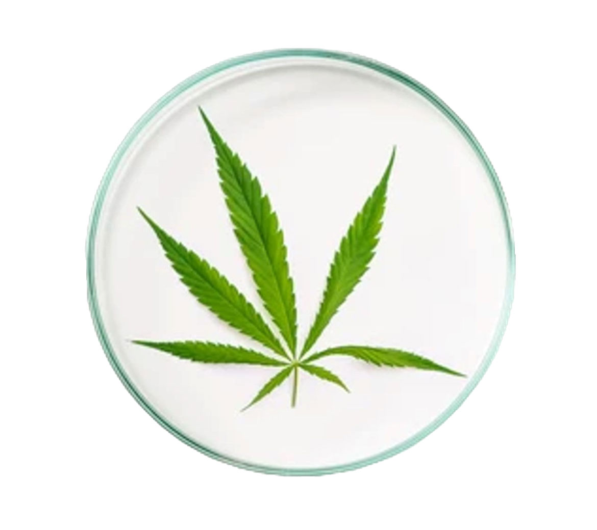 zu unseren CANNA Produkten aus MV
